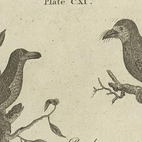 Antique Bird Prints: African Beef-Eater, Pied Hornbill and the Bull-Faced Barbet, close-up 1