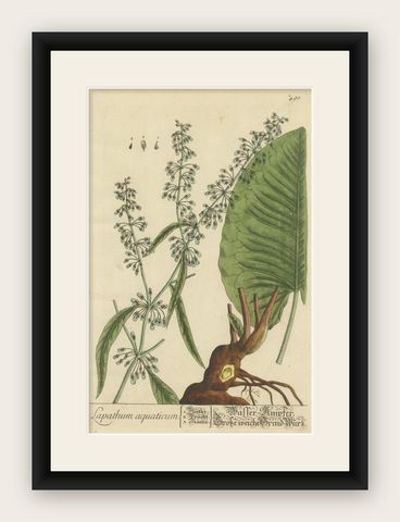 Antique Botanical Print of Rumex Aquaticus, shown framed