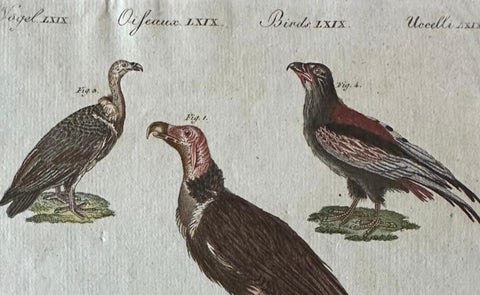 Original Antique Bird Print of African and Asian Vultures, c.1800, close-up 2
