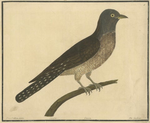 Antique Hand-Colored Engraving of The Cuckoo by Eleazar Albin, circa 1730, close-up 1