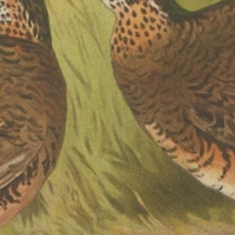 Antique Bird Print of the Green-Legged Wood Partridge by Hume & Marshall, 1879, close-up 2