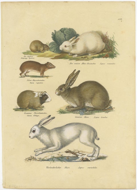 Antique Hand Colored Print of a Rabbit, Hares, Pika and Other Rodents, view 2