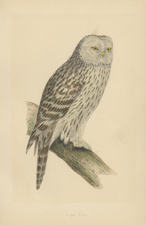 Antique Bird Print of an Ural Owl, view 3