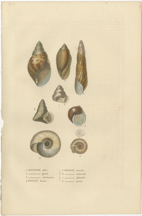 Sea Splendor: A Tapestry of Marine Life in the Mid-19th Century, 1845, view 2