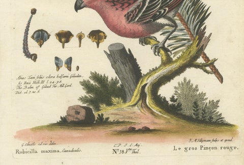 Hand-Colored Engraving of the Great Red Finch by Johann Michael Seligmann, 1770, close-up 1