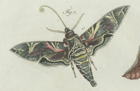 Original Antique Print of Exotic Moths and Caterpillars by Bertuch, c. 1800, close-up 5