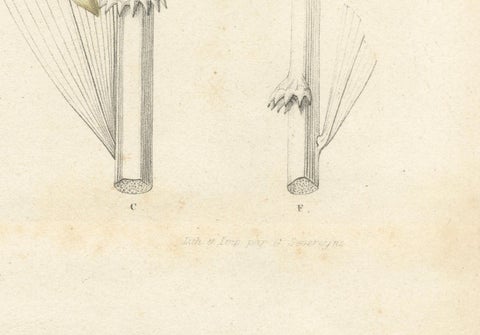 Large Original Antique Botanical Illustration of the Plectocomia Elongata, c1860, close-up 3