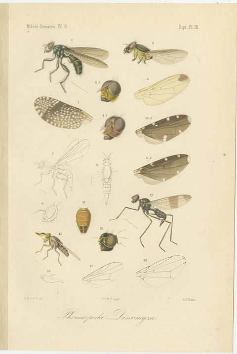 Set of 3 Antique Fly Prints, Sumatra Diptera Species c.1887, view 4
