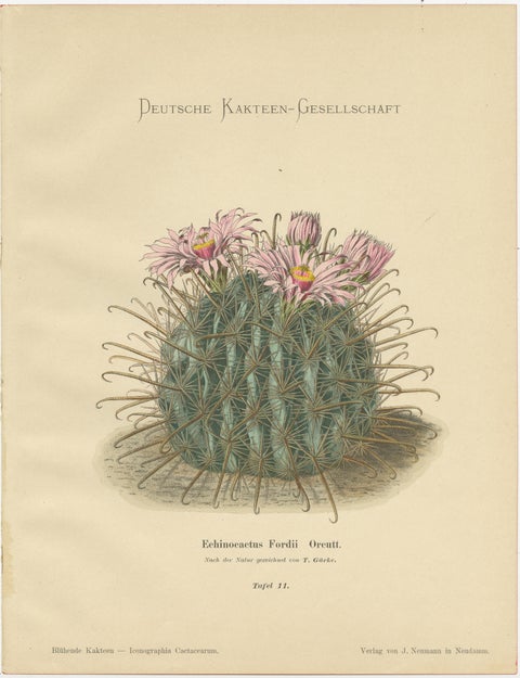 Set of 2 Decorative Antique Cactus Prints, circa 1910, view 3