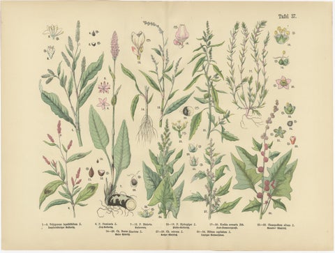 Antique Botanical Prints Set, German Wildflowers Atlas Plates, Stuttgart 1885, view 4
