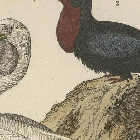Hand-colored Print of a White Pelican, Frigate Bird and Red-Tailed Tropic Bird, close-up 4