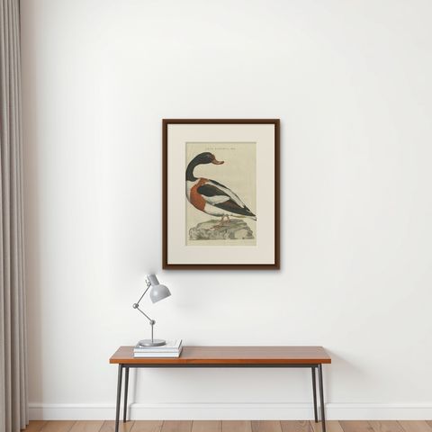 Antique Bird Print of the Male Common Shelduck by Sepp & Nozeman, 1789, shown framed on a wall