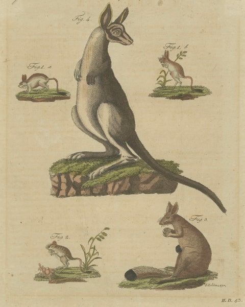 Antique Kangaroo, Wallaby & Hopping Mammals Engraving, Bertuch, c. 1795, close-up 2