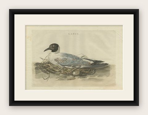 Antique Bird Print of the Female Black-Headed Gull by Sepp & Nozeman, 1789, shown framed