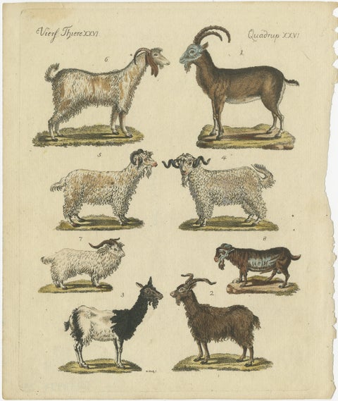 Antique Handcolored Engraving of Domestic Goats, c.1800, view 2