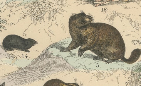 Rodents & Small Mammals Print: Beaver, Squirrel, Porcupine, Antique 1867, close-up 6