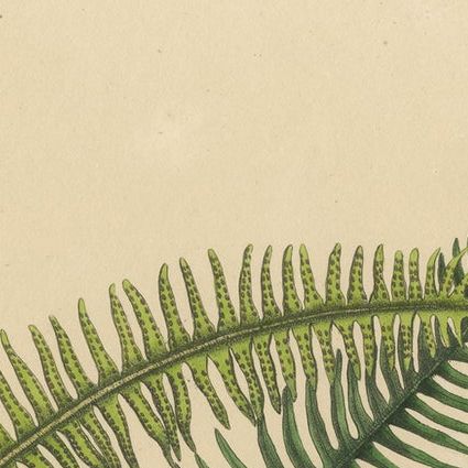 Artfully Handcolored Lithograph of Ferns of Java 'Polypodium', 1829, close-up 1