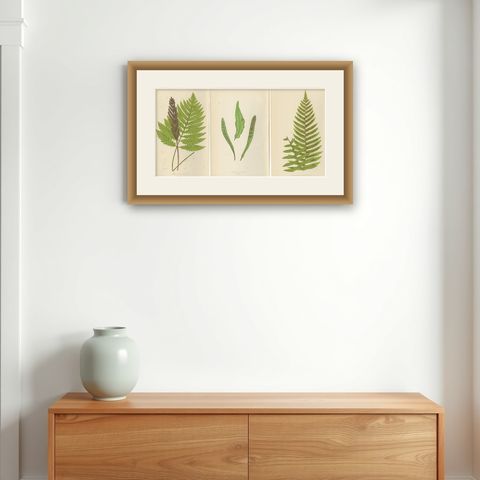 Antique Hand-Colored Fern Prints - Onoclea, Fadyenia, Cyclopeltis - 19th Century, shown framed on a wall