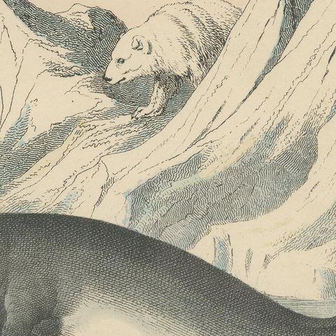 Antique Walrus and Narwhal Print, Arctic Sea Scene with Manatee, circa 1890, close-up 6