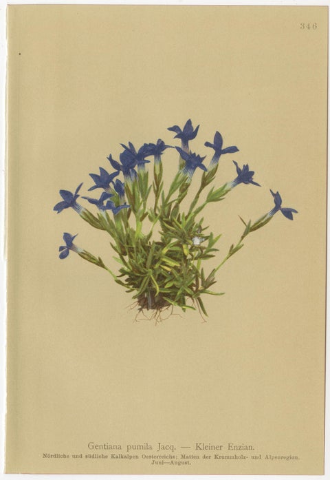 Antique Botanical Prints Alpine Gentians Set of 8, Chromolithographs, 1897, view 3