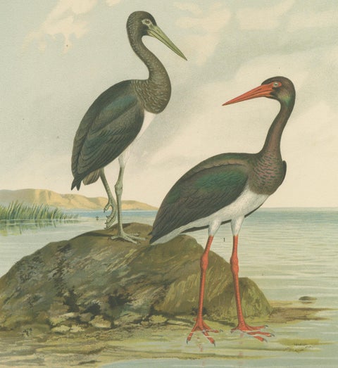 Black Storks by the Water, Elegant Antique Bird Chromolithograph c.1880, close-up 3