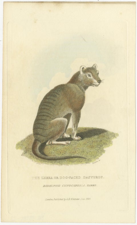 Antique Print with Hand Coloring of a Tasmanian Tiger or Tasmanian Wolf, view 2