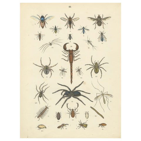 Arachnids & Insects Print: Spiders, Scorpion, Centipedes, Flies, Antique 1867