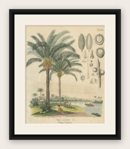 Antique Cycad Botanical Print, Copper Engraving, c.1831, Hand Colored, shown framed