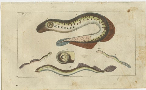 Set of 3 Antique Fish Prints, Moray, Sea Lamprey, Electric Eel, 1832, view 4