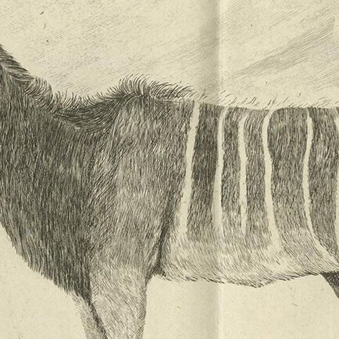 Pl. 53 Antique Print of an Antelope Species by Buffon 'circa 1770', close-up 2