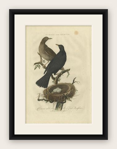 Antique Bird Print of the Common Blackbird by Sepp & Nozeman, 1770, shown framed