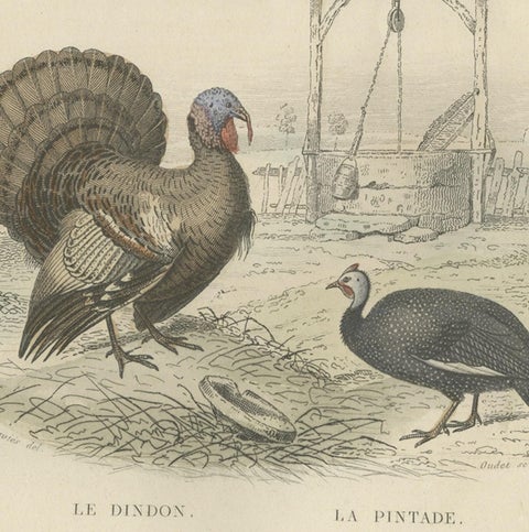 Antique Bird Print of a Rooster, Hen, Turkey & Guinea Fowl, 1841, close-up 2