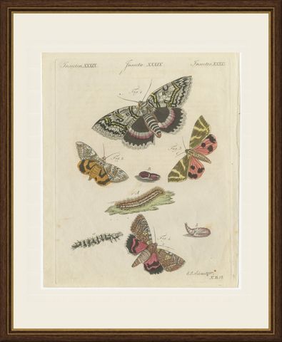 Underwing and Tiger Moths with Caterpillars, Antique Bertuch Print, circa 1805, shown framed