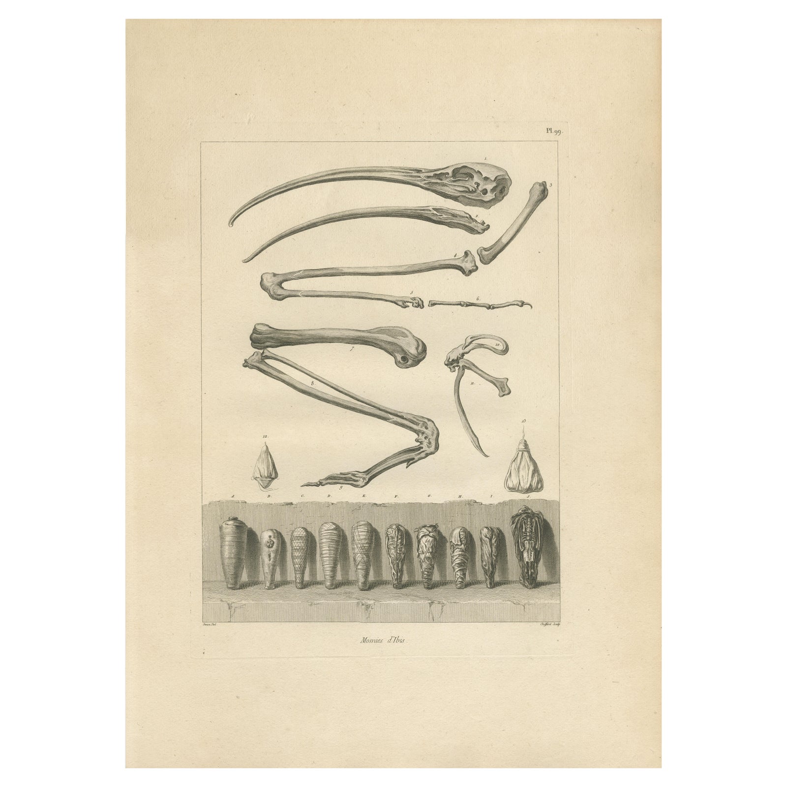 Mummies of Ibis and Skeletal Remains, Egypt, Antique Engraving, c.1802
