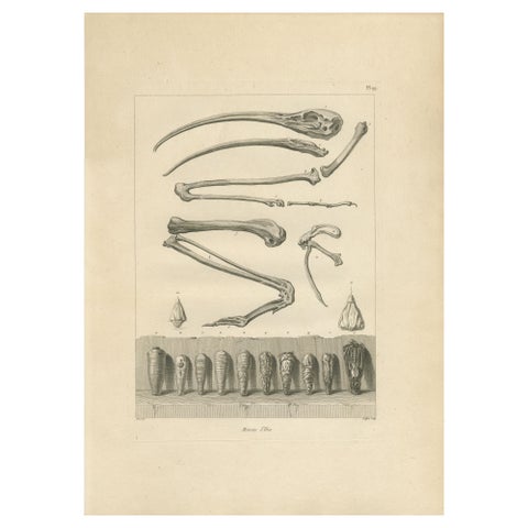 Mummies of Ibis and Skeletal Remains, Egypt, Antique Engraving, c.1802