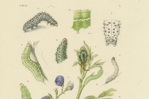 Antique Dutch Plusia Moneta Moth Diptych, Hand-Colored by Sepp & Brants, 1908, close-up 2