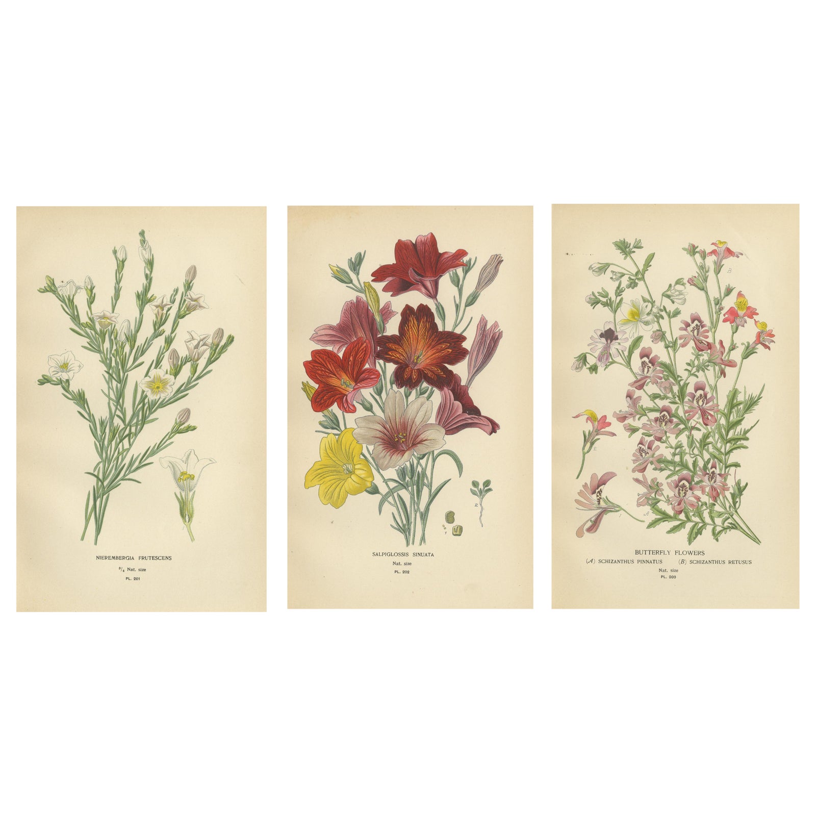 1897 Botanical Prints, Nierembergia, Salpiglossis, and Butterfly Flowers