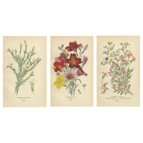 1897 Botanical Prints, Nierembergia, Salpiglossis, and Butterfly Flowers
