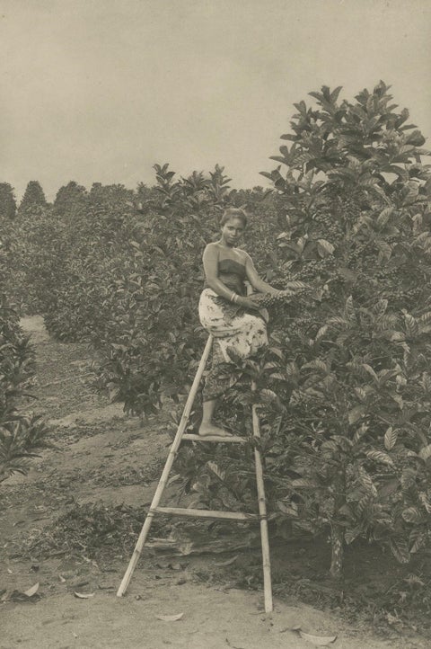 Coffee Picker Portrait, Deli Plantations, Sumatra, Dutch East Indies, c.1900, close-up 2