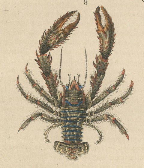 Crustacean Varieties in Drapiez's Natural Sciences Dictionary, 1845, close-up 2