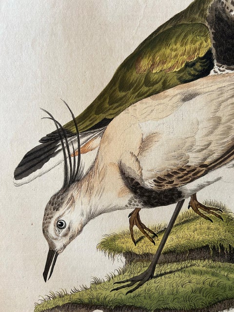 Tringa vanellus, Northern Lapwing (Kievit/Ljip) by Nozeman & Sepp, 1809, view 4
