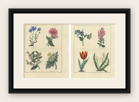 Beautiful Pair of Vintage Botanical Flower Prints, incl a Flame Tulip, 1828, shown framed
