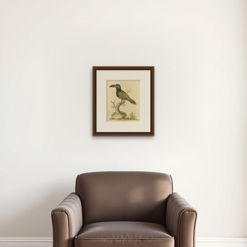 Antique Bird Print of the Green Toucan, shown framed on a wall
