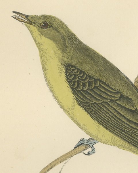 Melodious Willow Warbler Singing on a Twig, Antique Bird Print, Morris, 1896, close-up 1