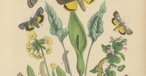 Owl Moths: Lover's Knot and Heart and Dart Lithograph by Kirby, 1882, close-up 3
