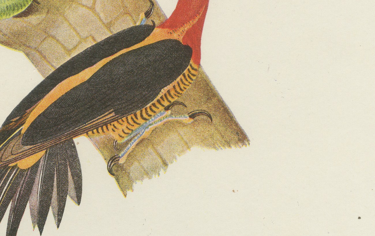 Woodpeckers at a Tree Stump, Brazilian Bird Print, Descourtilz, 1944, view 4