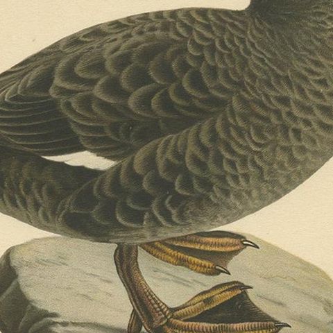 Antique Bird Print of the Velvet Scoter by Von Wright '1927', close-up 2