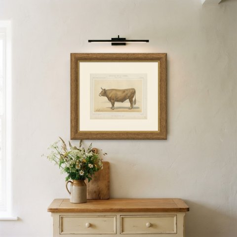 Bresse Ox, French Cattle Breed, Antique Chromolithograph by Borie, 1863, shown framed on a wall