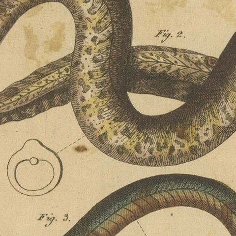 Antique Print of Various Marine Life Including the Dark Moray Eel, c.1800, close-up 5
