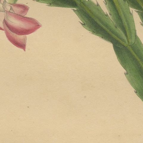 Botanical Beauty: Schlumbergera - The Christmas Cactus, circa 1832, close-up 2